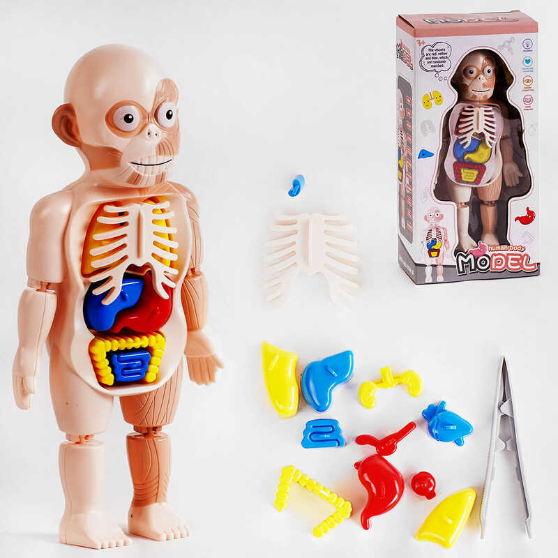 Набір лікаря W 608 (72/2) анатомія людини, у коробці